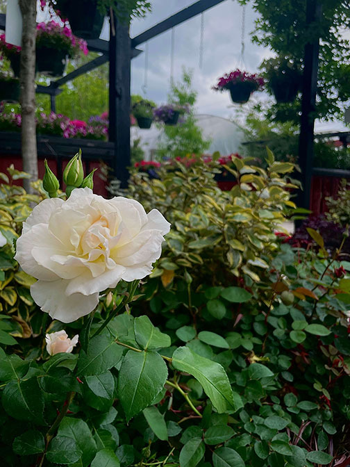 floribunda white roses next to our shade plants and hanging petunias high quality photo